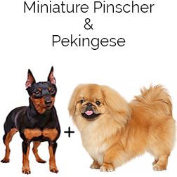 Peke A Pin Dog